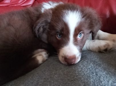 Щенок шоколадный Бордер Коли