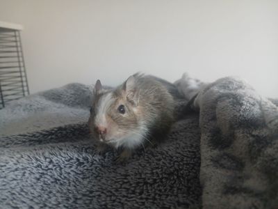 Маленькі ручні дегу, хлопчики, троє