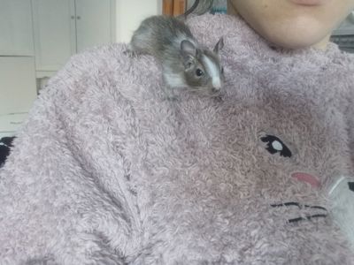 Маленькі ручні дегу, хлопчики, троє