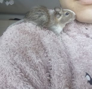 Маленькі ручні дегу, хлопчики, троє