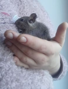 Маленькі ручні дегу, хлопчики, троє