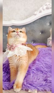 Британська золота шиншилла