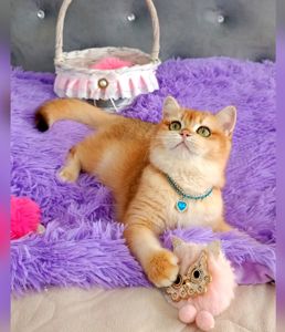 Британська золота шиншилла