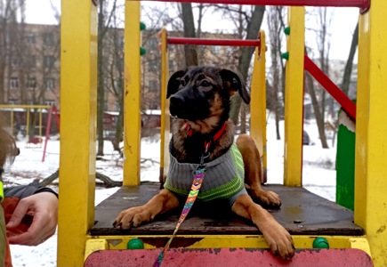 Цуценя Бейліз