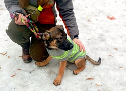 Цуценя Бейліз