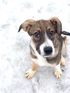 Цуценя Тері, дівчинка