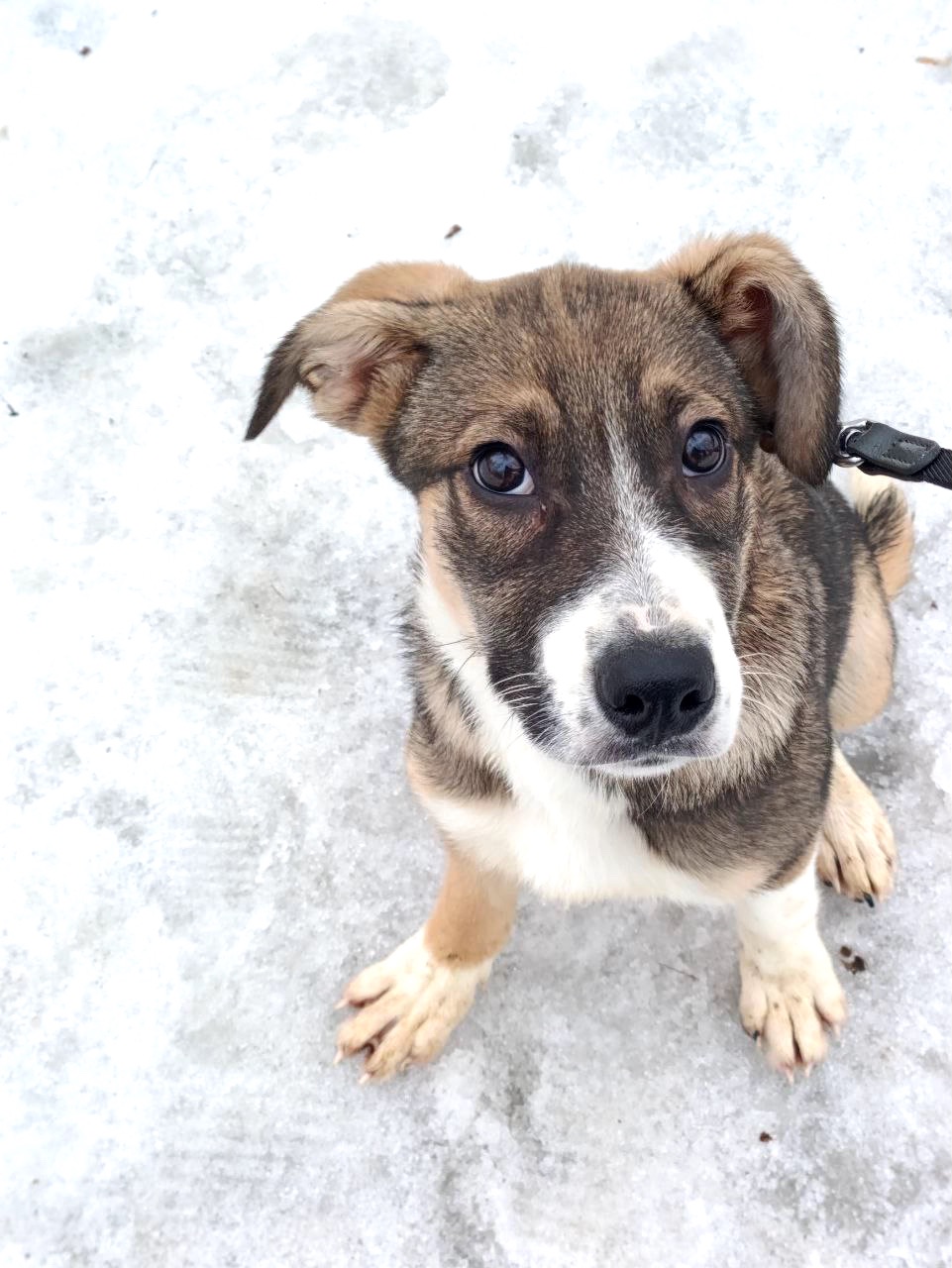 Цуценя Тері, дівчинка