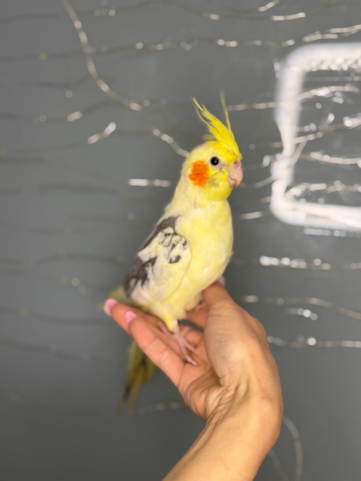 Корела, корелла, ручні домашні пташенята викормиші