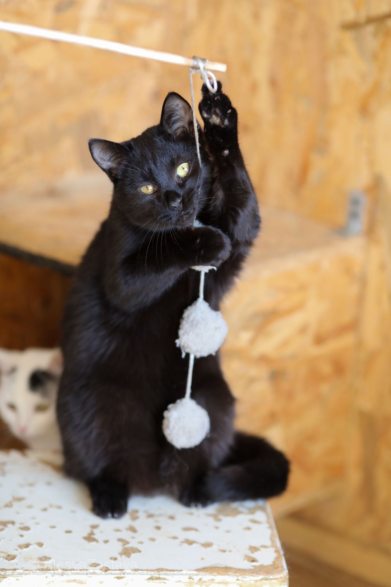 Котик -підліток Макс, 8-9 міс. Київ шукає родину