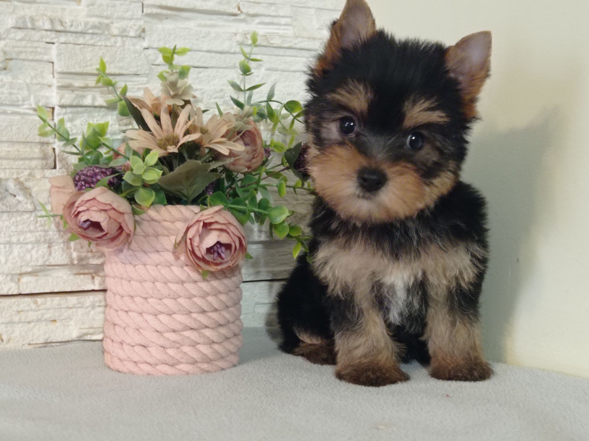 Чистокровные Йорки