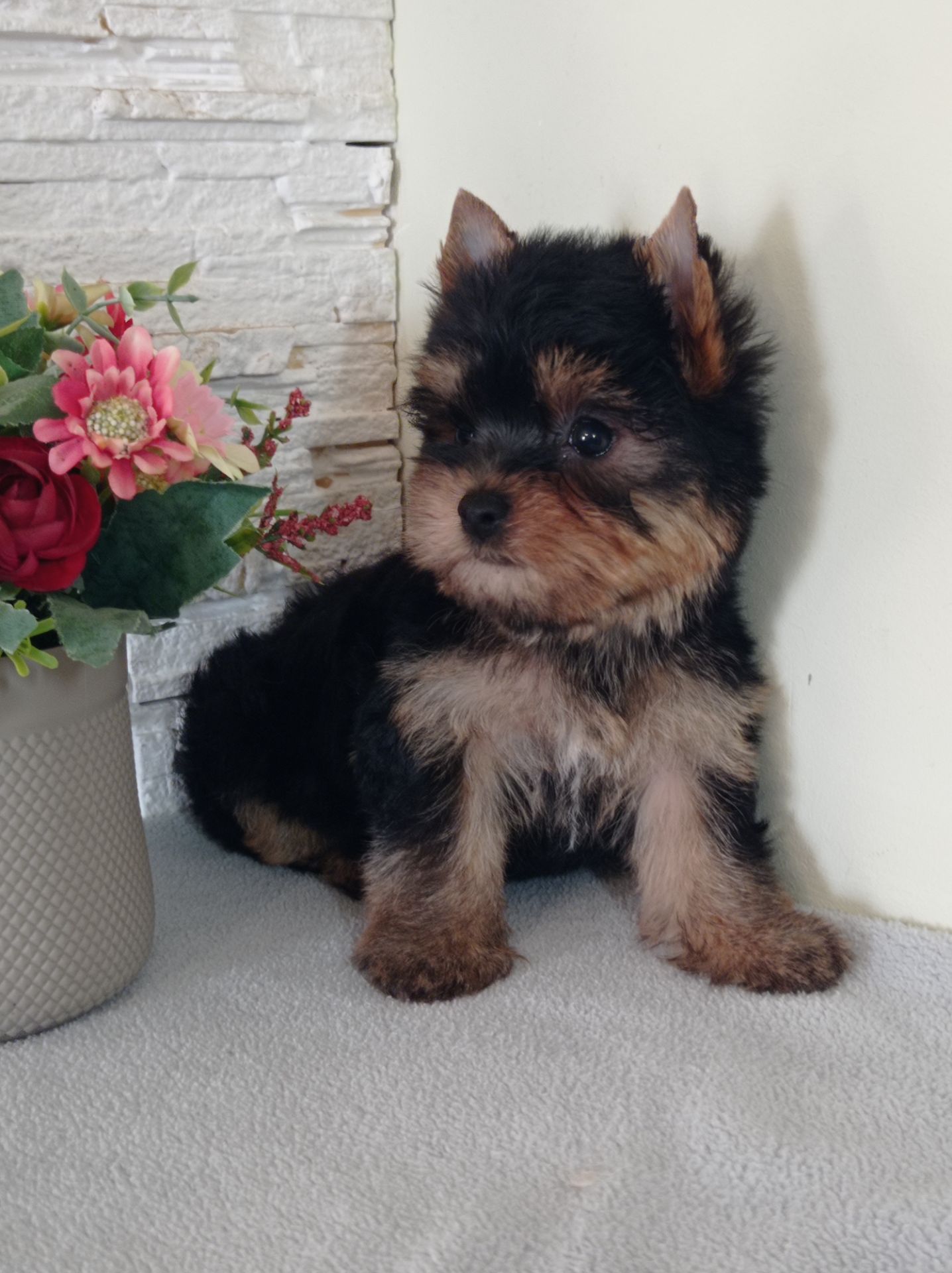 Чистокровные Йорки