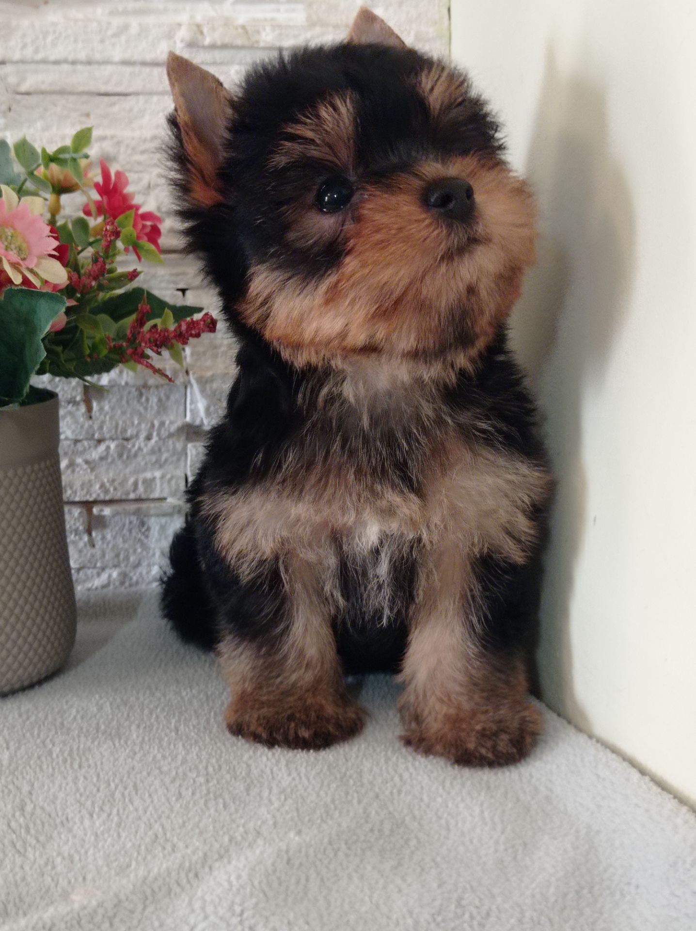 Чистокровные Йорки