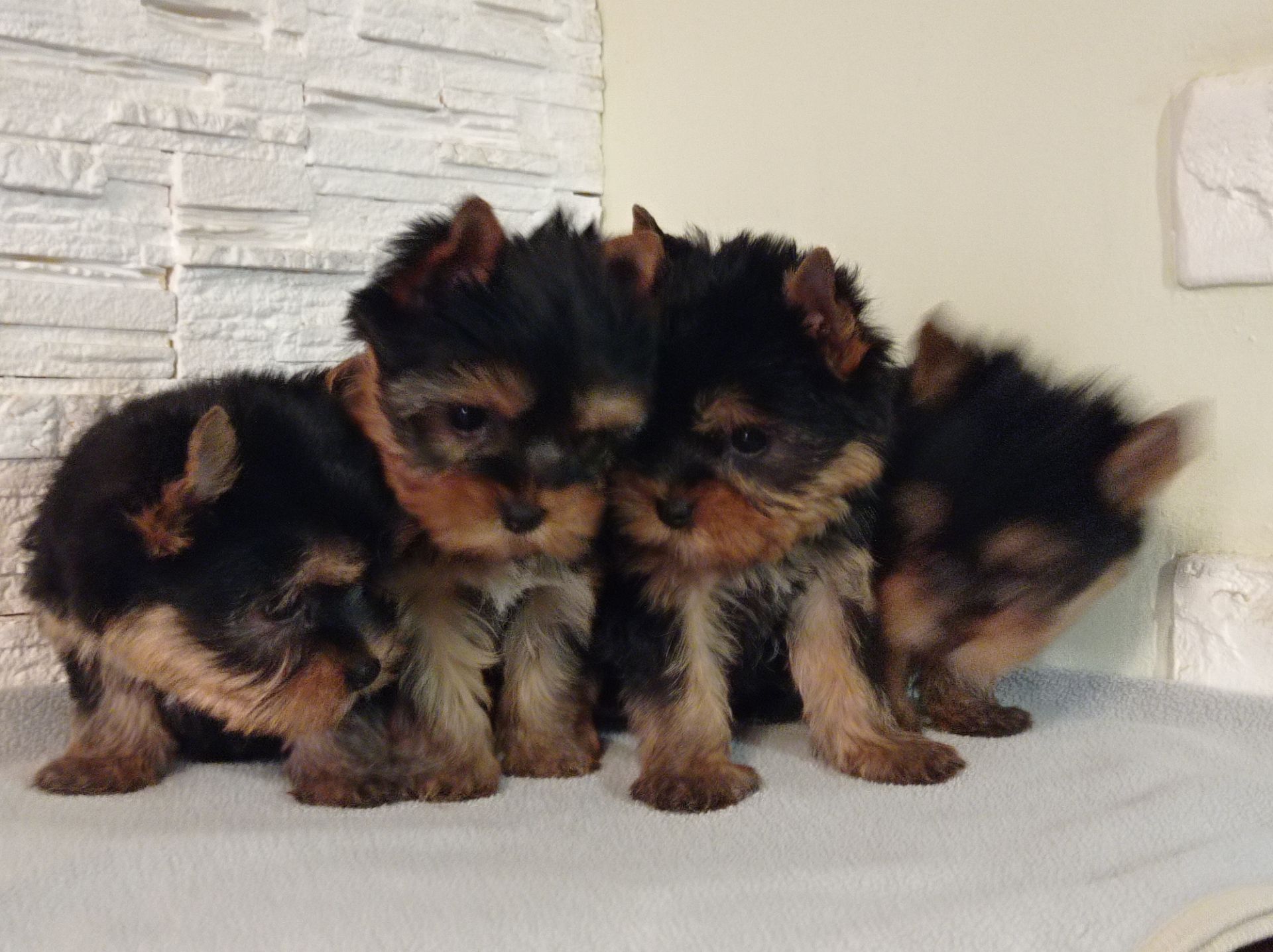 Чистокровные Йорки