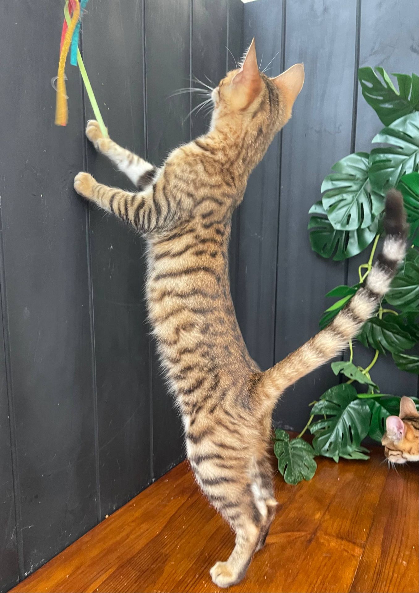 Дівчина породи Тойгер - Джумбалая