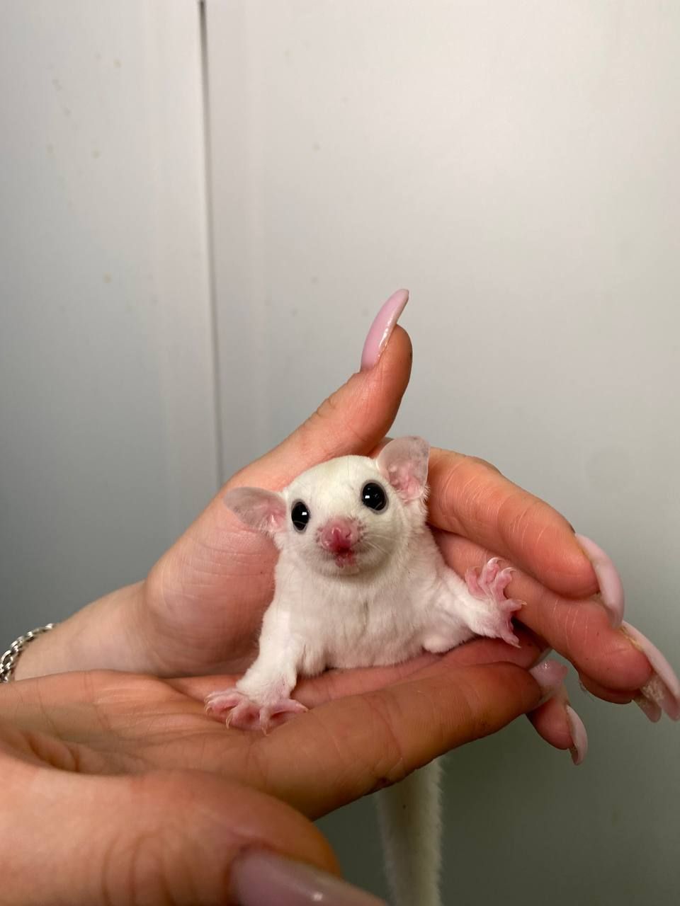 Цукровий поссум (білка-летяга), сахарная белка, белка из мадагарскара, летающая белка, ручная