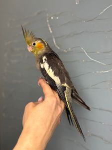 Корела, корелла, ручні домашні пташенята викормиші