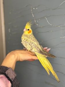 Корела, корелла, ручні домашні пташенята викормиші