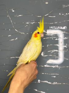 Корела, корелла, ручні домашні пташенята викормиші