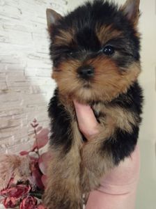 Чистокровные Йорки