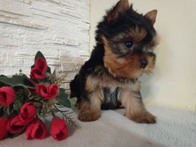 Чистокровные Йорки