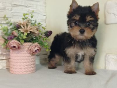 Чистокровные Йорки