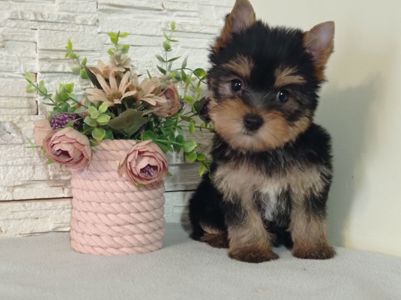 Чистокровные Йорки