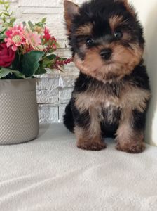 Чистокровные Йорки