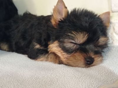 Чистокровные Йорки