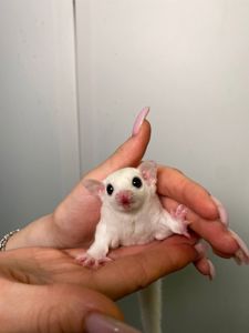 Цукровий поссум (білка-летяга), сахарная белка, белка из мадагарскара, летающая белка, ручная