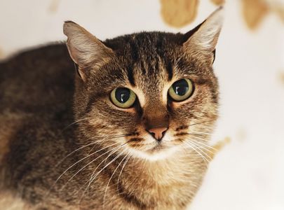 Дюймовочка