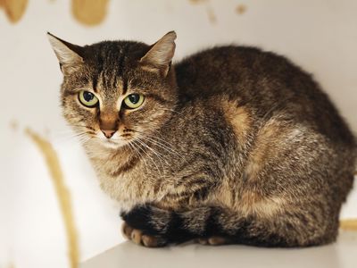 Дюймовочка