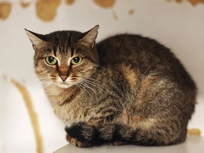 Дюймовочка