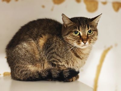 Дюймовочка