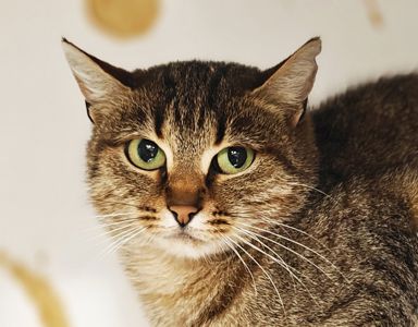 Дюймовочка