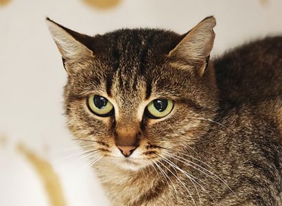 Дюймовочка