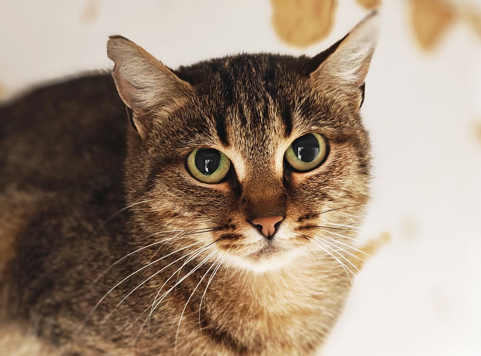 Дюймовочка