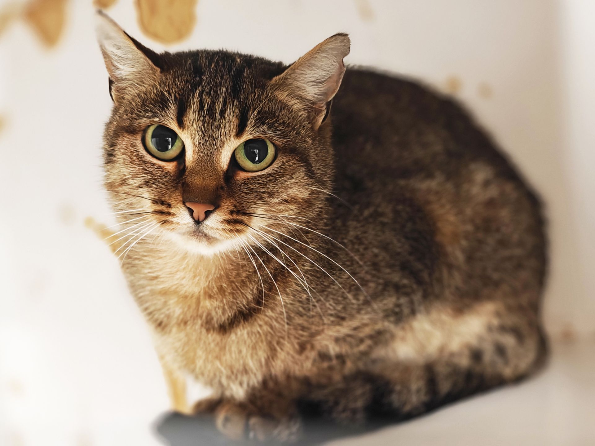 Дюймовочка