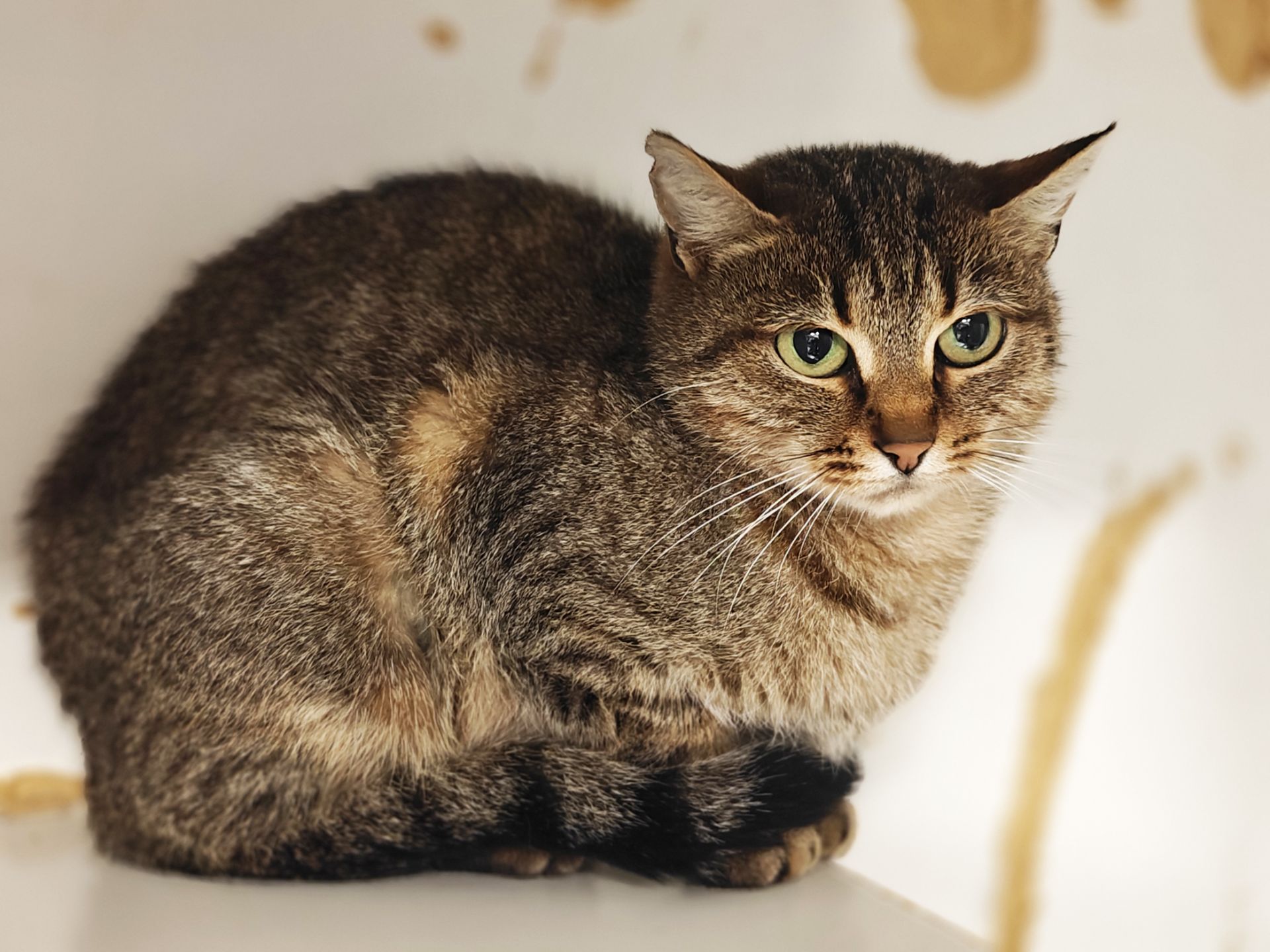 Дюймовочка