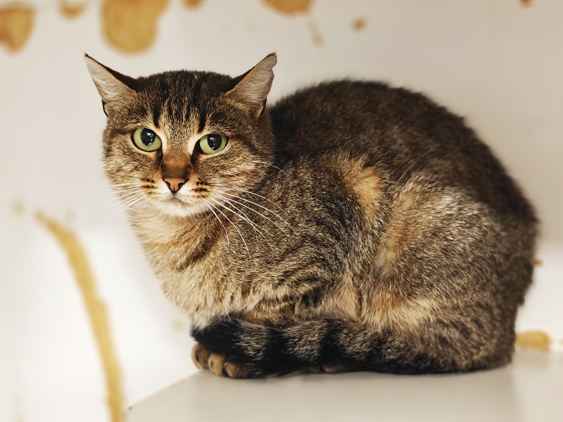 Дюймовочка