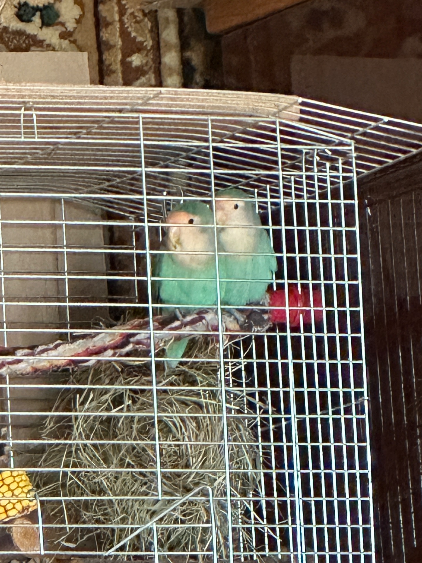 Неразлучники