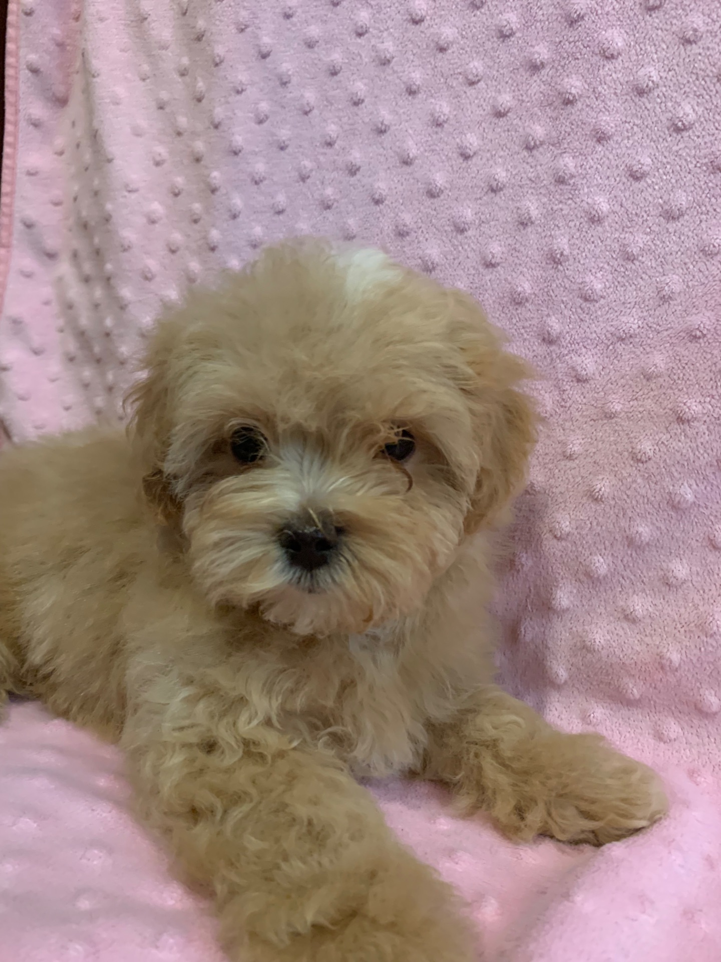 Цуценята мальтіпу