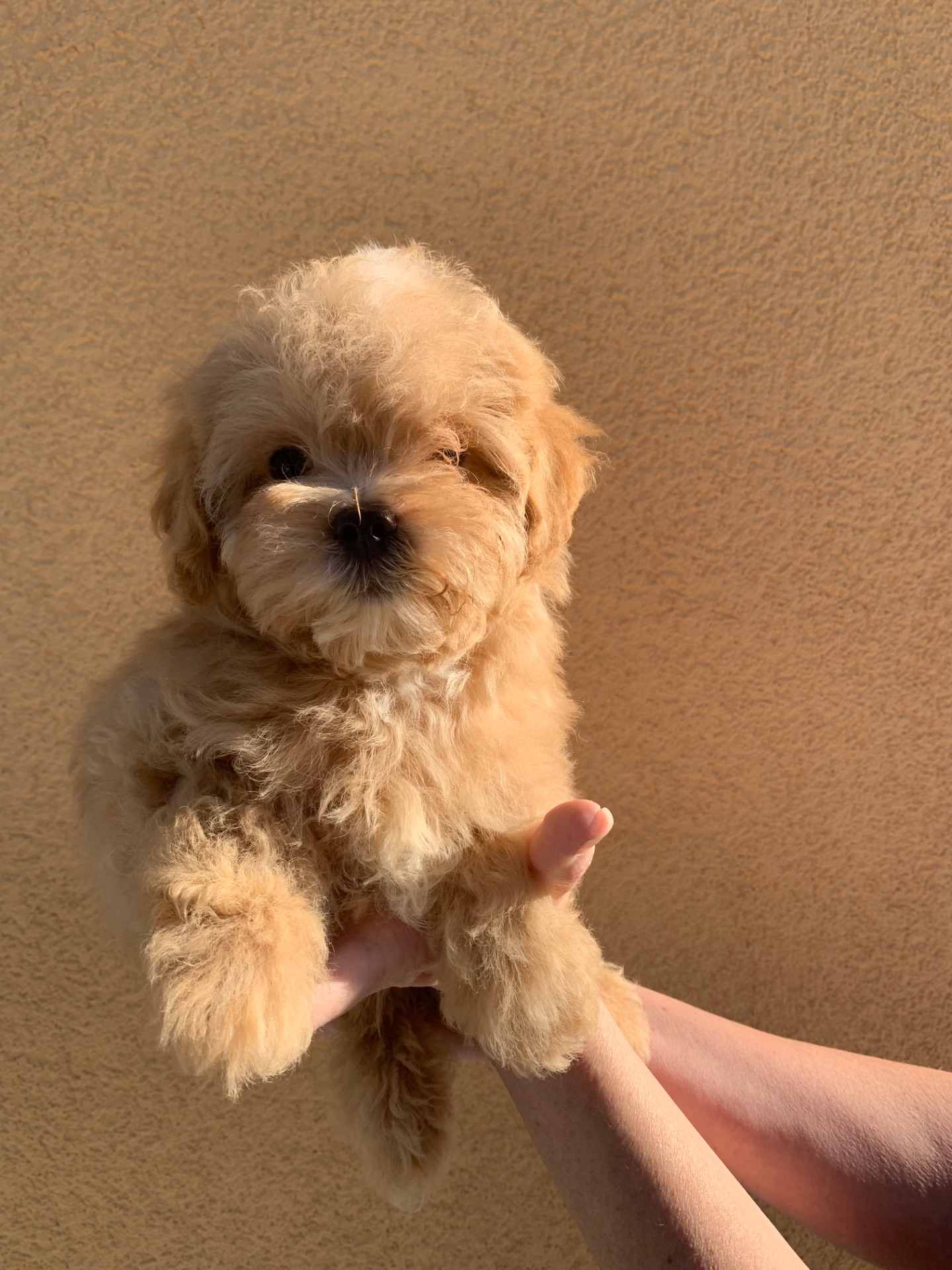 Цуценята мальтіпу