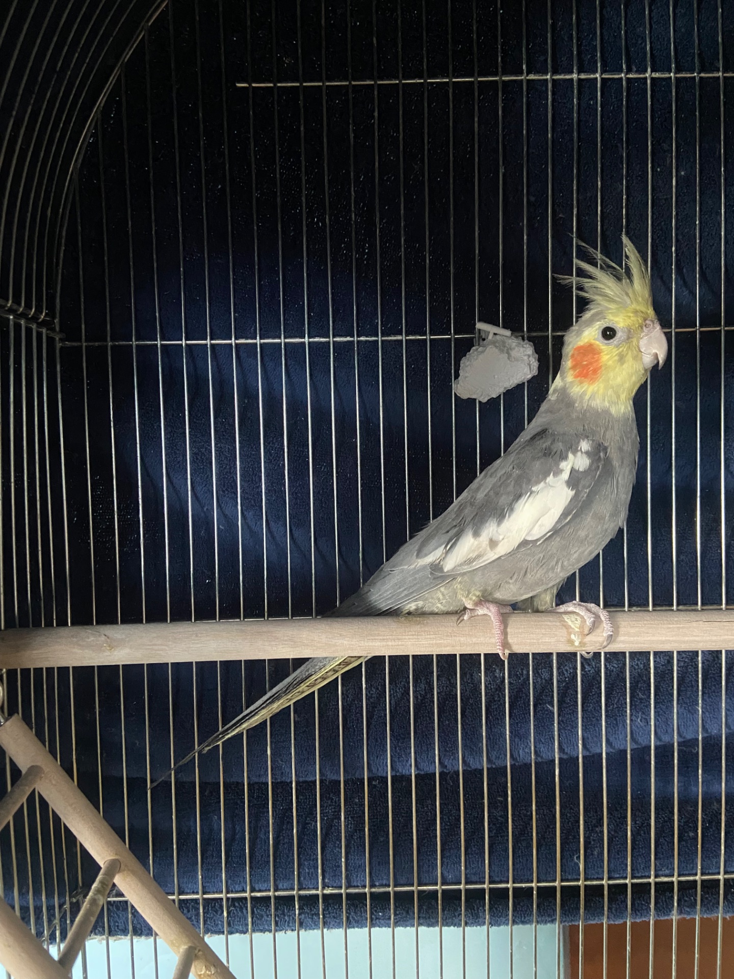 Самець і самка