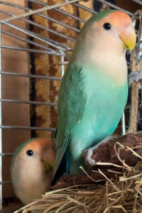 Неразлучники