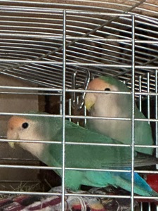 Неразлучники