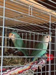 Неразлучники