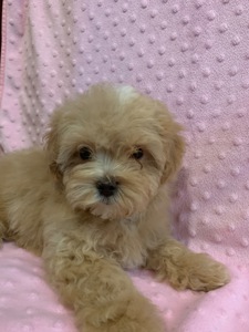 Цуценята мальтіпу