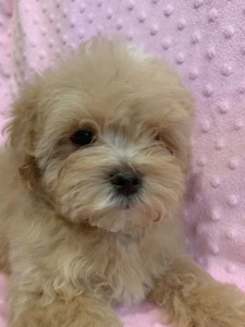 Цуценята мальтіпу