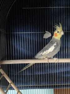 Самець і самка