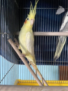 Самець і самка